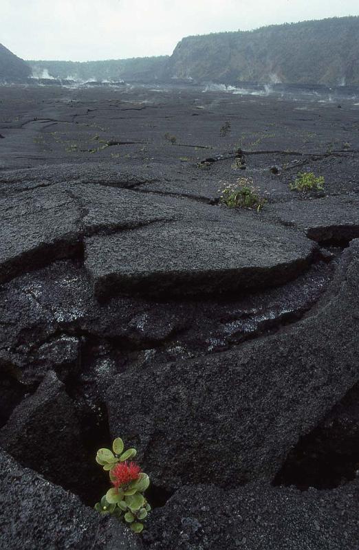 RWT 0013 001-25 Hawaii Crater Blossom.jpg